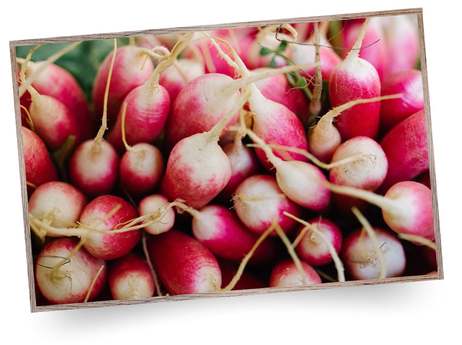 Fresh radishes with roots attached